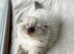 Xardi - Scottish Fold Kitten For Sale - Los Angeles&comma; CA&comma; US