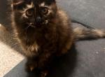 Ruby - Siberian Kitten For Sale - Silver Spring&comma; MD&comma; US
