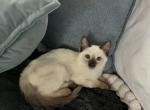 Ryce - Balinese Kitten For Sale - Phila&comma; PA&comma; US
