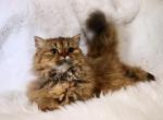 Scarlet - Selkirk Rex Kitten For Sale - Iva&comma; SC&comma; US