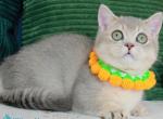 Ivo - Munchkin Kitten For Sale - Pembroke Pines&comma; FL&comma; US