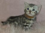 Donna and Sisko - Bengal Kitten For Sale - 