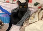 Milo - Bombay Cat For Sale/Retired Breeding - Ashland&comma; KY&comma; US