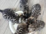 February Babies - Bengal Kitten For Sale - Huntington Beach&comma; CA&comma; US