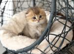 Scottish Fold male - Scottish Fold Kitten For Sale - Orlando&comma; FL&comma; US