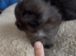 Maine Coonish Jasper - Maine Coon Kitten For Sale - WI&comma; US