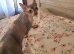 Belle - Sphynx Cat For Sale - 
