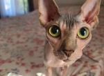 Belle - Sphynx Cat For Sale - Hagerstown&comma; MD&comma; US