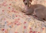 Belle - Sphynx Cat For Sale - Hagerstown&comma; MD&comma; US