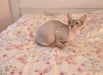 Belle - Sphynx Cat For Sale - 