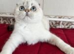 Yagodka - Scottish Fold Kitten For Sale - 