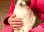 Fo Fo - British Shorthair Kitten For Sale - 