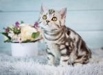 Quincy - Scottish Straight Kitten For Sale - Brooklyn&comma; NY&comma; US