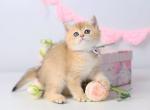 Celine - British Shorthair Kitten For Sale - Brooklyn&comma; NY&comma; US