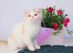 Puding - British Shorthair Kitten For Sale - 