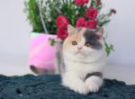 Penelope - British Shorthair Kitten For Sale - Brooklyn&comma; NY&comma; US