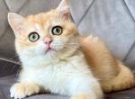 Iriska - British Shorthair Kitten For Sale - Brooklyn&comma; NY&comma; US