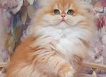 Sofi - British Shorthair Kitten For Sale - Brooklyn&comma; NY&comma; US