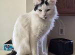Ghost - American Bobtail Cat For Sale - Germantown&comma; MD&comma; US
