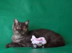 Marvel - British Shorthair Kitten For Sale - Brooklyn&comma; NY&comma; US