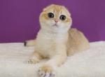 Heidi - Scottish Fold Kitten For Sale - Brooklyn&comma; NY&comma; US
