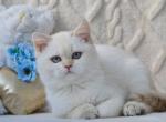 Robin - British Shorthair Kitten For Sale - Brooklyn&comma; NY&comma; US
