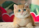 Benjamin - British Shorthair Cat For Sale - Brooklyn&comma; NY&comma; US