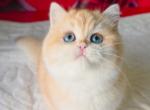 Boss - British Shorthair Kitten For Sale - Brooklyn&comma; NY&comma; US
