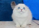 Hammer - Scottish Fold Kitten For Sale - Brooklyn&comma; NY&comma; US