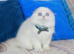 Hanter - Scottish Fold Kitten For Sale - Brooklyn&comma; NY&comma; US