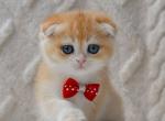 Vance - Scottish Fold Kitten For Sale - Brooklyn&comma; NY&comma; US