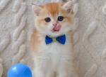 Willie - British Shorthair Kitten For Sale - Brooklyn&comma; NY&comma; US