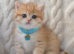 Winnie - British Shorthair Kitten For Sale - Brooklyn&comma; NY&comma; US