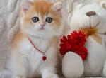 Weronika - British Shorthair Kitten For Sale - Brooklyn&comma; NY&comma; US