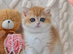 Wioletta - British Shorthair Kitten For Sale - Brooklyn&comma; NY&comma; US