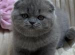 Queen - Scottish Fold Kitten For Sale - Brooklyn&comma; NY&comma; US