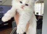 Seal bi color female - Ragdoll Kitten For Sale - Butler&comma; PA&comma; US