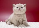 Misty - British Shorthair Kitten For Sale - Brooklyn&comma; NY&comma; US