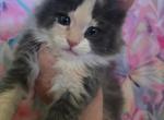 Elphaba The Wicked Litter - Maine Coon Kitten For Sale - Kingman&comma; AZ&comma; US