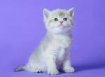 Zhanette - British Shorthair Kitten For Sale - Brooklyn&comma; NY&comma; US