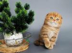 Zamira - Scottish Fold Kitten For Sale - Brooklyn&comma; NY&comma; US