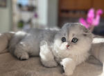 Plush - Scottish Fold Kitten For Sale - Omaha&comma; NE&comma; US