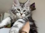 Boy Cecerone - Maine Coon Kitten For Sale - NY&comma; US