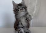 Boy Cesium - Maine Coon Kitten For Sale - NY&comma; US
