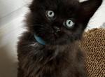 Notakittymill - Maine Coon Kitten For Sale - Boston Harbor&comma; WA&comma; US