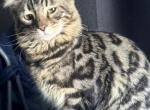 Cashmere bengal male - Bengal Cat For Sale - Far Rockaway&comma; NY&comma; US