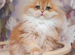 Sofi - British Shorthair Kitten For Sale - Norwalk&comma; CT&comma; US
