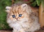 Mellit - British Shorthair Kitten For Sale - Norwalk&comma; CT&comma; US