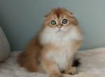 Dimon - Scottish Fold Kitten For Sale - Hollywood&comma; FL&comma; US