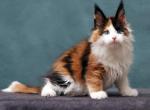 Goldie - Maine Coon Kitten For Sale - Hollywood&comma; FL&comma; US